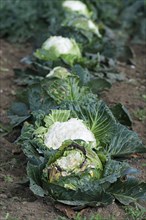 Cauliflower planted for livestock to graze on. UK