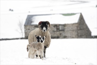 Swaledale ewes with mule lambs in snow Wensleydale