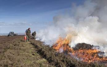 Gamekeeper starting a fire on grouse moor in spring. Yorkshire Dales