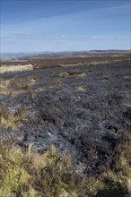 Burnt heather after a controlled fire on a moor to encourage new growth. North Yorkshire