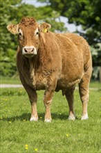 Limousin cattle out in pasture