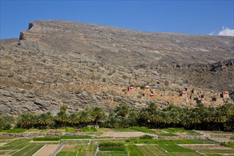 Oasis on the mountain massif of Jabal Akhdar