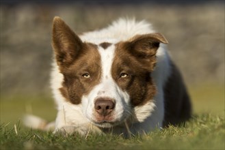 Red and white border collie sheepdoglaid watching sheep