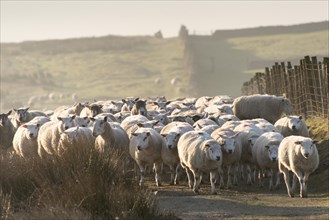 Shepherd fetching flock of sheep down off moorland on a cold crip winters morning