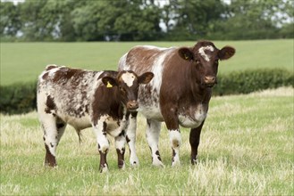 Beef Shorthorn cattle on pasture