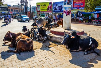 Cows on the traffic island