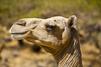 Camel head in Wadi Darbat