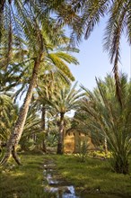 Oasis near the old clay settlement of Al Hamra