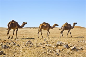 Camel herd on the plateau of Jebel Samhan