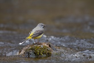 Adult Grey Wagtail