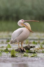 Great White Pelican