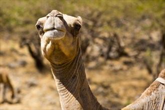 Camel head in Wadi Darbat