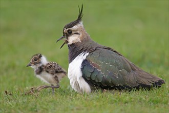 Adult Lapwing/Peewit/Green Plover