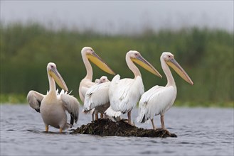 Great White Pelican