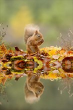 Eurasian Red Squirrel