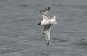 Sabine's Gull