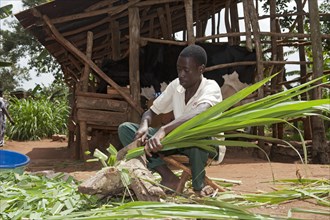 Man chopping elephant grass for dairy cow feed