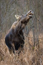 European Elk