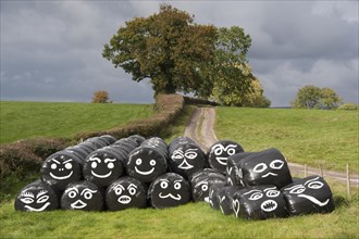Round bales of silage wrapped in plastic film