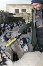 Farmer reading electronic identification tags from a sheep using a stick reader. Co. Durham