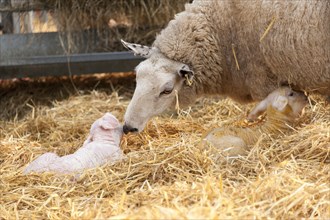 Ewe in lambing shed with newborn twin lambs