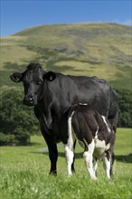 British Blue cow and calf in upland pasture