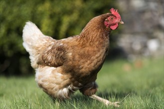 Domestic hen on a garden lawn at a smallholding