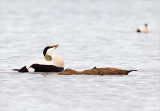 Adult male and female Common Eider