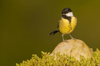 Great Tit