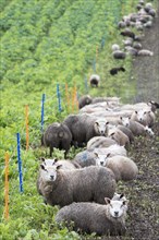 Lambs feeding on root crop in a field diveded by an electric fence. Cumbria