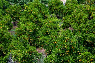 Orange plantation