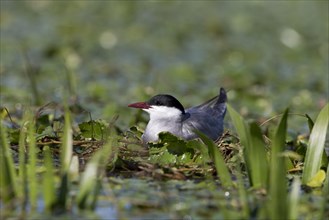 Whiskered Tern