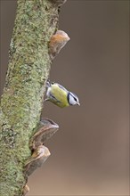 Blue Tit