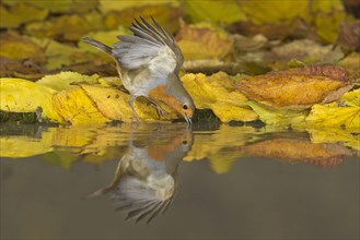 European Robin