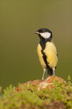 Great Tit