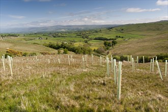 Trees planted on upland moor to improve wildlife Habitat. Cumbria