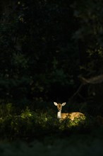 Fallow Deer