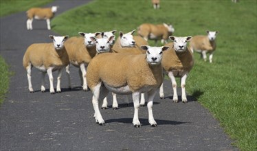 Flock of texel sheep on fresh pasture