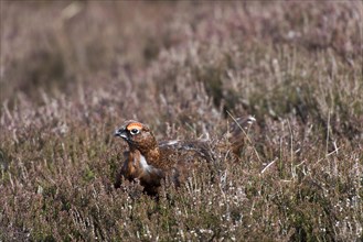 Red grouse