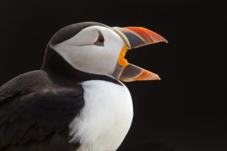 Close up of adult Atlantic Puffin
