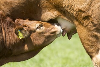 Limousin calf suckling mother. Lancashire