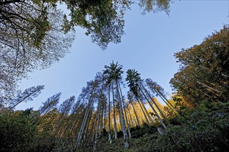 Steeply towering spruces in the Bommeckeal nature reserve in autumn
