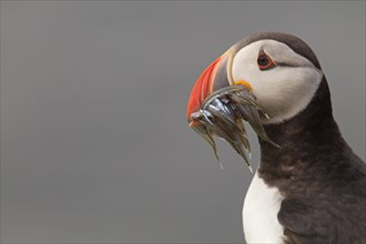 Close up of adult Atlantic Puffin