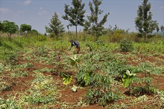 Rwandan woman harvesting potatoes in field