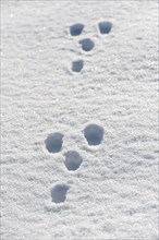 Rabbit tracks in snow. Yorkshire