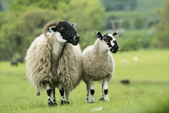 Hexham Blackface ewe with Mule lamb at foot. Northumberland