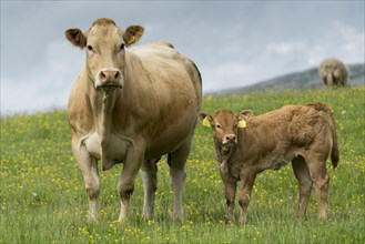 Herd of British Blonde cattle grazing in upland pasture
