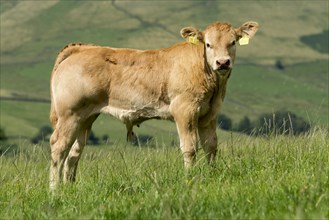 British Blonde calves in upland pasture