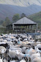 Flock of sheep gathered off the Lake District mountains into sheep folds at bottom of valley
