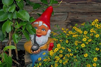 Garden Gnome with Pipe and Bottle in Flowerbed